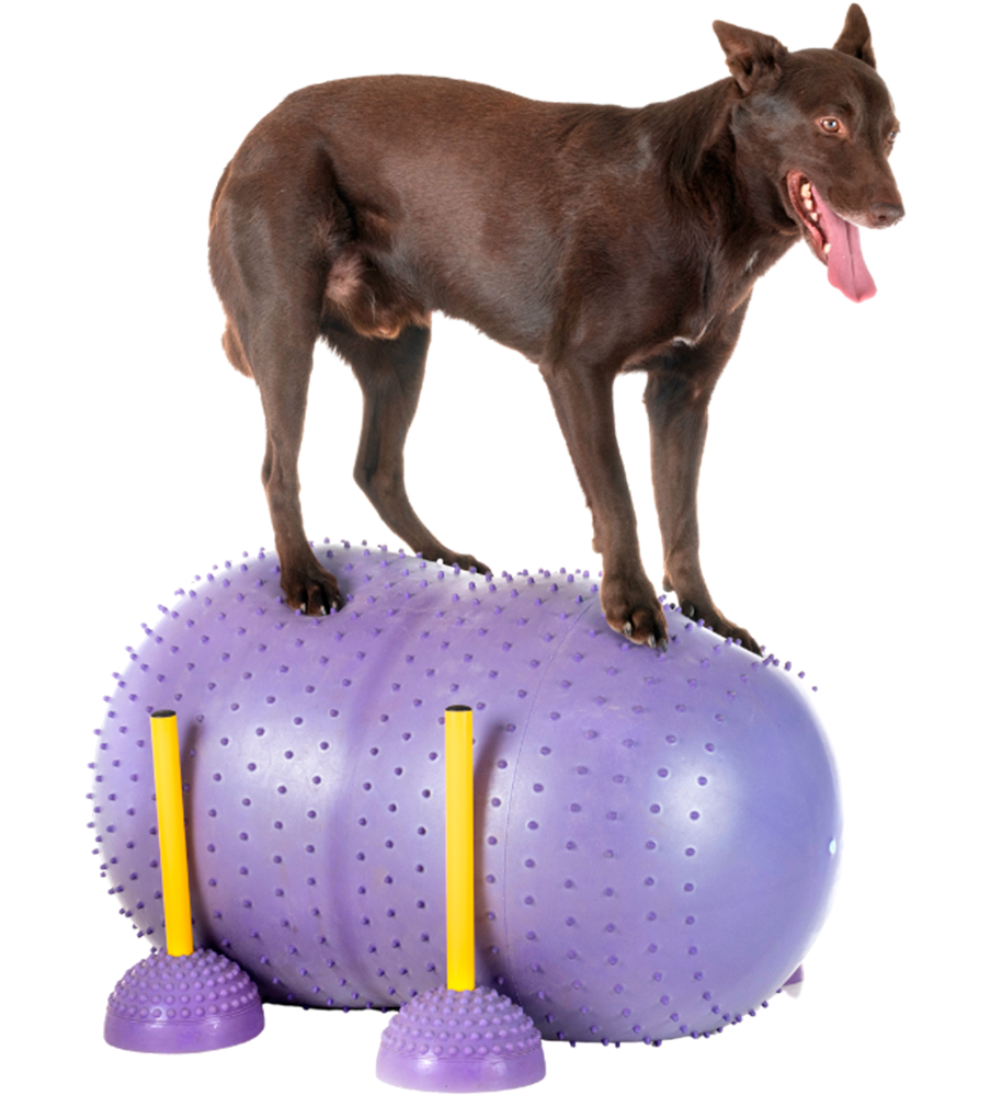 COMO FUNCIONA A FISIOTERPIA ANIMAL