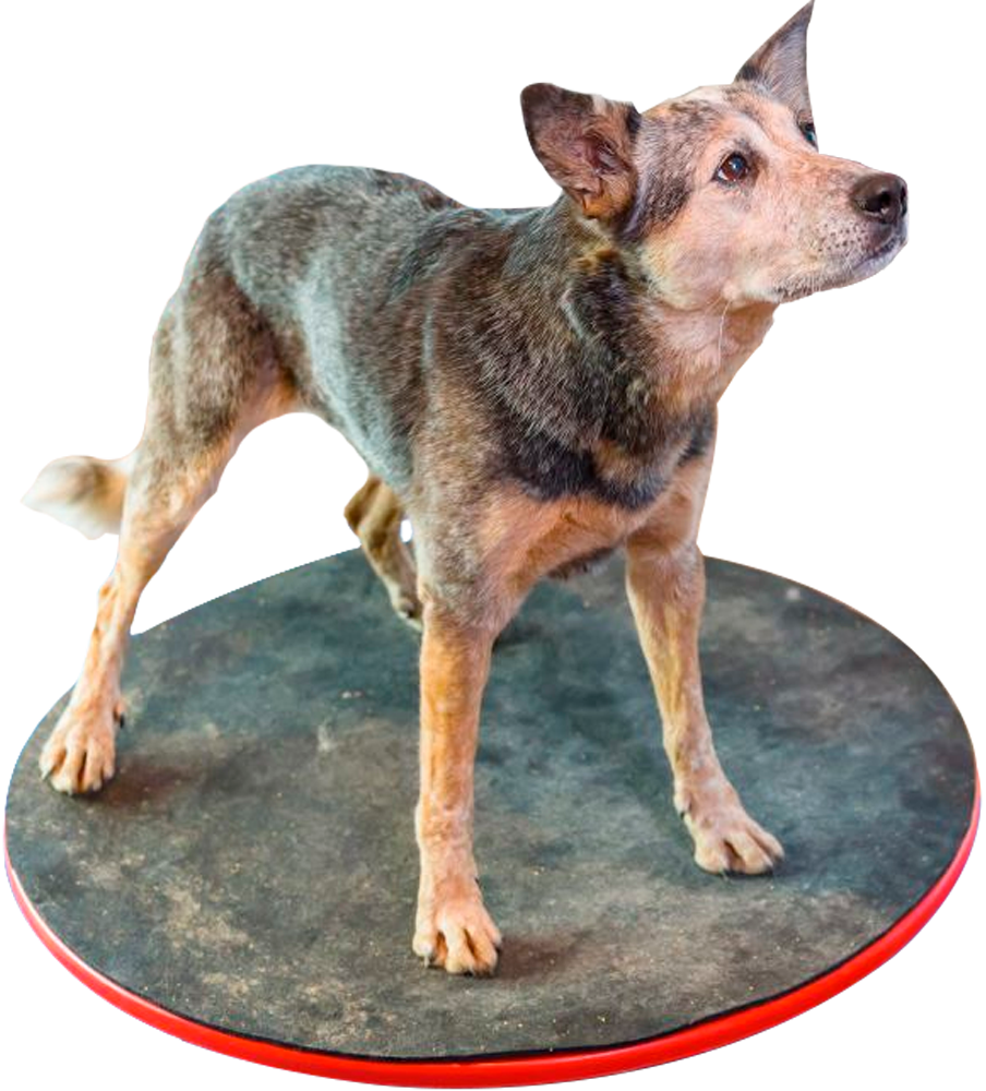 FISIOTERAPIA ANIMAL QUAIS CASOS