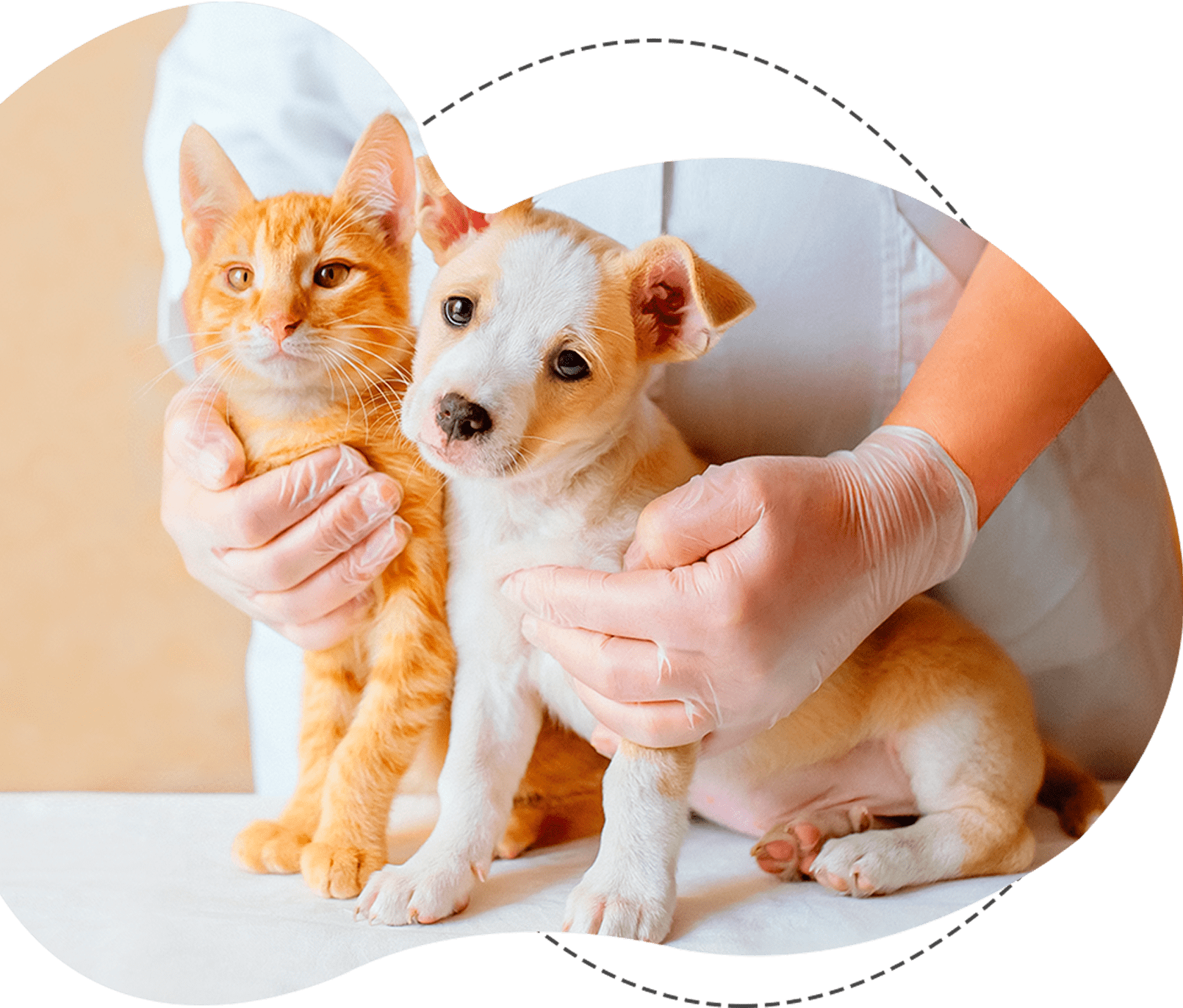 ACUPUNTURA PARA PET EM CURITIBA, FISIOTERAPIA VETERINÁRIA EM CURITIBA, HIDROESTEIRA PARA PET EM CURITIBA, NUTRIÇÃO E NUTRACÊUTICOS CURITIBA, OZONIOTERAPIA PARA PET CURITIBA