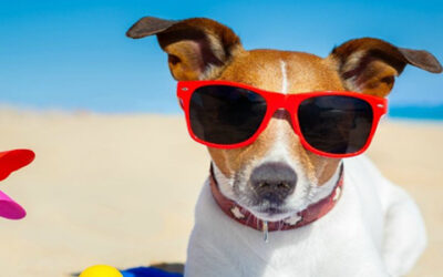 Confira os nomes de cachorros famosos no cinema