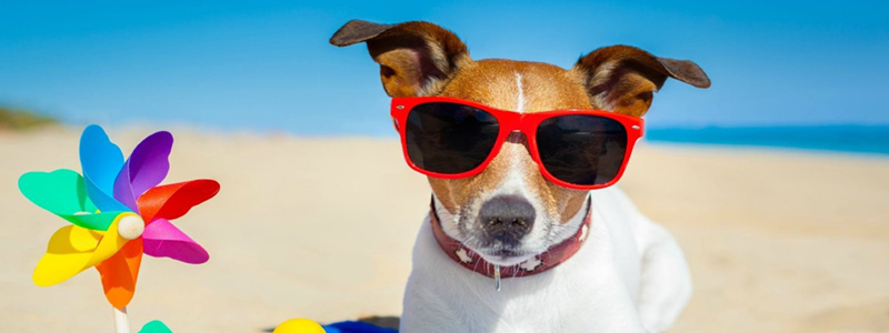 Confira os nomes de cachorros famosos no cinema