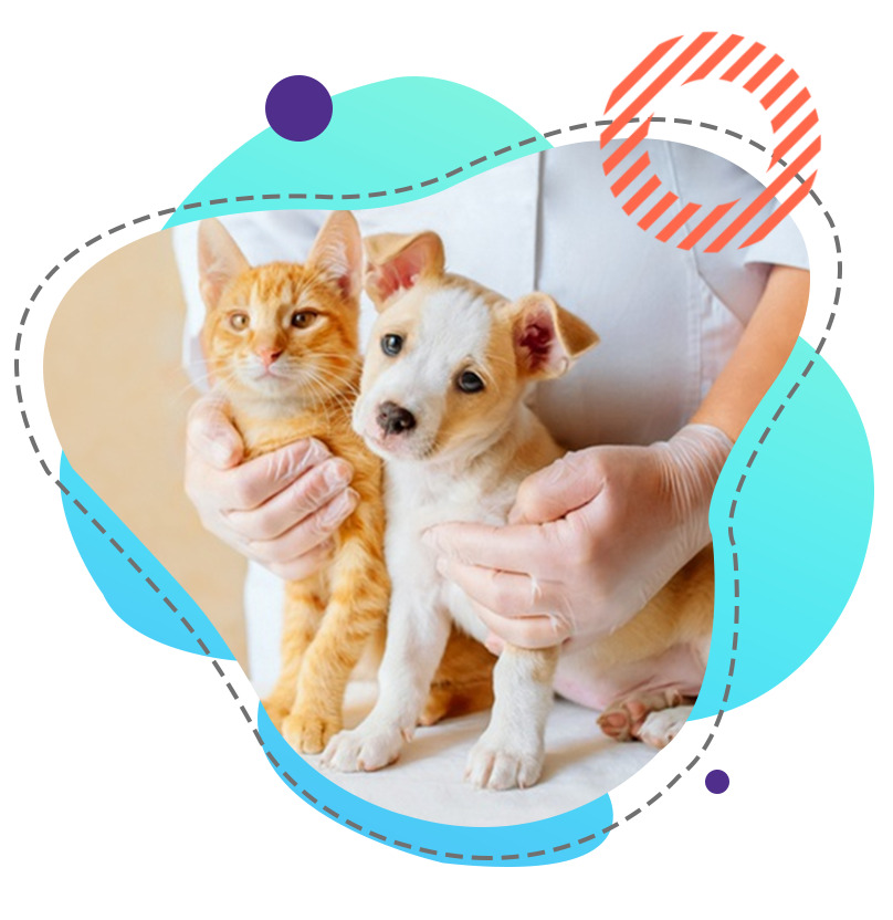 clinica-de-pequenos-animais